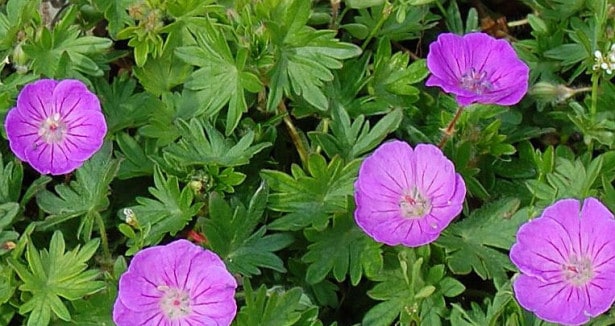 geranium lilla