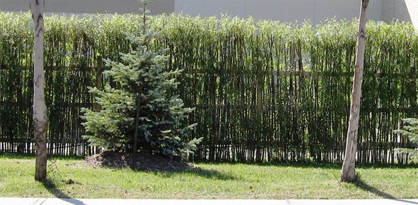 Læhegn - Træ eller levende hegn til terrassen -